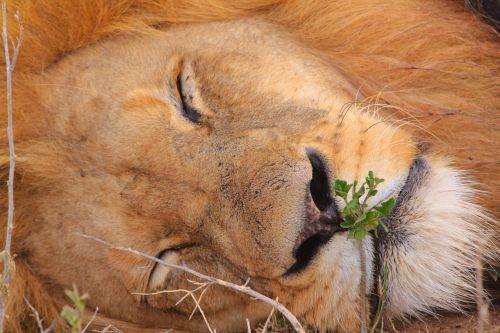 Liūtas, Pietų Afrika, Gamta, Safari, Nacionalinis Parkas, Laukiniai, Laukinė Gamta