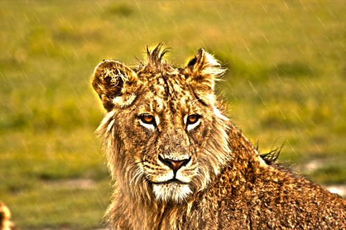Liūtas, Savana, Liūtas, Kačių, Afrika, Gyvūnas, Laukiniai, Didingas, Safari, Žiurkė, Afrikos Rezervas, Gamta, Gyvūnai