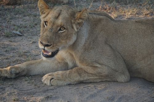 Liūtas, Pietų Afrika, Afrika, Gamta, Safari, Kruger, Gyvūnas, Laukiniai, Žinduolis, Liūtas