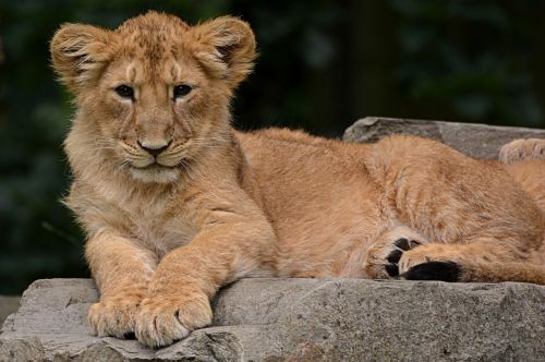 Liūtas, Cub, Gyvūnas, Gamta, Žinduolis, Kačių, Plėšrūnas, Dideli Penki