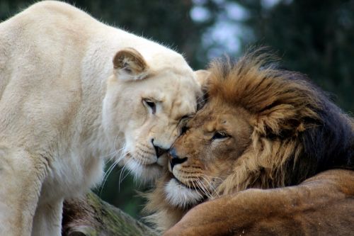 Liūtas, Liūtas, Katė, Gyvūnų Pasaulis, Didelė Katė, Liūto Moterys, Padaras, Žinduolis, Safari, Pora