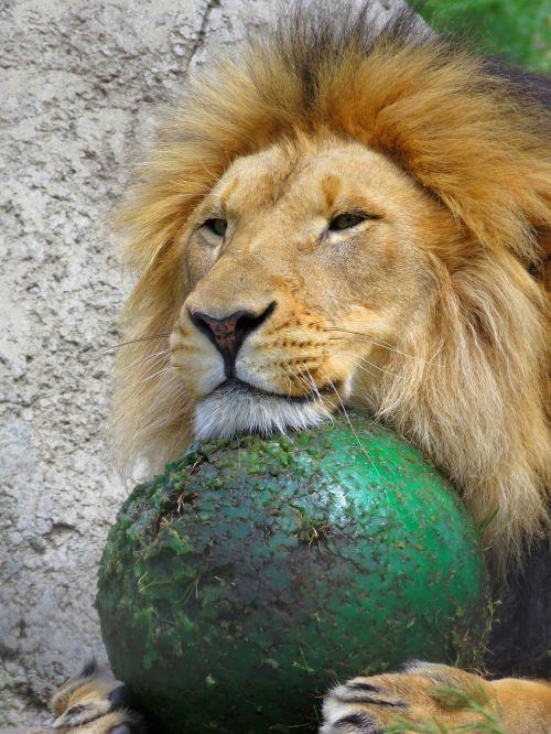 Liūtas, Kalgario Zoologijos Sodas, Liūtas Su Rutuliu, Liūtas