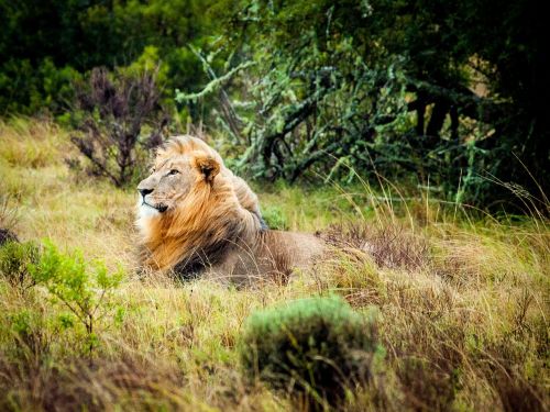 Liūtas, Pietų Afrika, Safari, Laukinė Gamta, Wildcat, Savana, Katė, Karalius, Gamta, Didelė Katė, Plėšrūnas, Liūto Menkė, Žiurkė