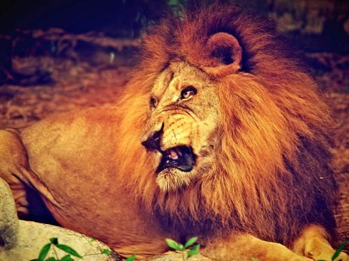 Liūtas, Afrikos, Pasididžiavimas, Patinas, Žinduolis, Galia, Kailis, Didingas, Mėsėdis, Žvilgsnis, Žiaurus, Kačių, Pasitikėjimas, Jėga, Plėšrūnas, Žiūri, Žiurkė, Pavojus, Laukiniai, Gamta, Įsitikinęs, Nykstančios Rūšys, Gyvūnas, Safari, Laukinė Gamta, Žvilgsnis