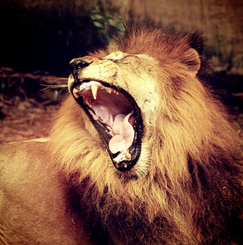Liūtas, Pasididžiavimas, Patinas, Žinduolis, Galia, Kailis, Didingas, Mėsėdis, Žvilgsnis, Žiaurus, Kačių, Afrika, Pasitikėjimas, Jėga, Plėšrūnas, Žiūri, Žiurkė, Pavojus, Laukiniai, Gamta, Įsitikinęs, Nykstančios Rūšys, Gyvūnas, Safari, Laukinė Gamta, Žvilgsnis