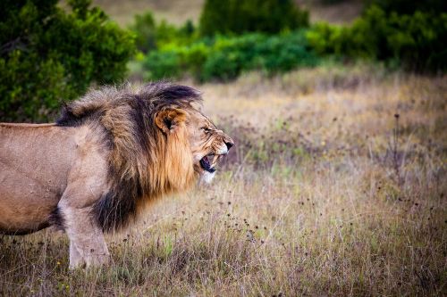 Liūtas, Plėšrūnas, Didelė Katė, Katė, Laukiniai, Afrika, Safari, Liūto Menkė, Rėkti, Riaumojantis Liūtas, Žiurkė, Pietų Afrika, Didelis Žaidimas, Dykuma, Wildcat, Laukinis Gyvūnas, Gamta