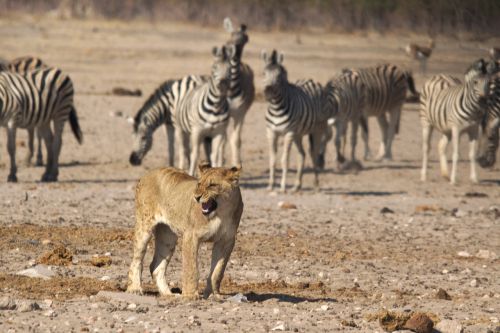 Liūtas, Namibija, Zebras, Etosha, Nacionalinis Parkas, Plėšrūnas, Medžioklė