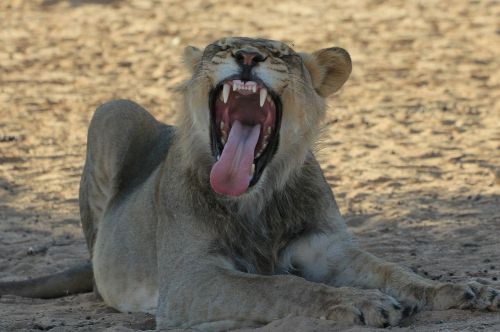Liūtas, Jauni Vyrai, Žiovulys, Dantys, Laukinė Gamta, Plėšrūnas, Afrika, Safari