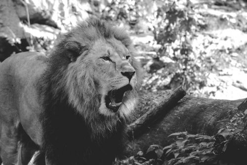 Liūtas, Zoologijos Sodas, Rėkti, Vyrai, Plėšrūnas, Katė, Džiunglių Karalius, Pavojingas