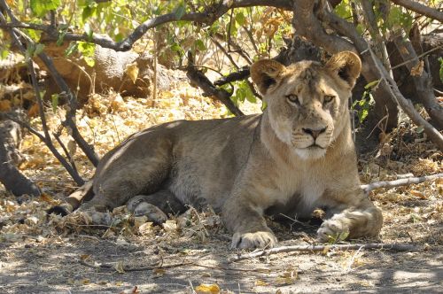 Liūtas, Botsvana, Chobe