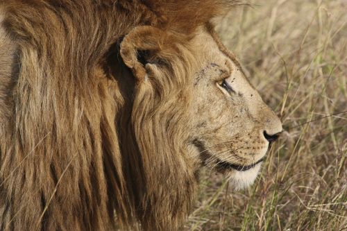Liūtas, Katė, Safari, Gyvūnas, Žinduolis, Kačių, Gamta, Laukinė Gamta, Afrikos, Savanna, Medžiotojas, Plėšrūnas, Mėsėdis, Mėsėdžiai, Kailis