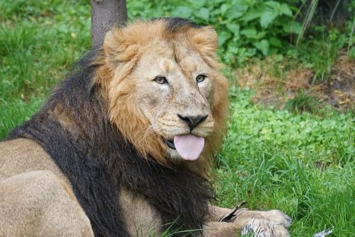 Liūtas, Indijos Liūtas, Patinas, Katė, Plėšrūnas, Žinduolis, Valgyti, Maistas, Didingas, Didelė Katė, Panthera Leo, Laukinės Gamtos Fotografija