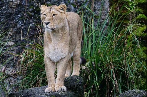 Liūtas, Indijos Liūtas, Moteris, Plėšrūnas, Katė, Panthera Leo, Didelė Katė, Didingas, Žinduolis, Žiūrėti, Liūtas, Indijos, Laukinės Gamtos Fotografija