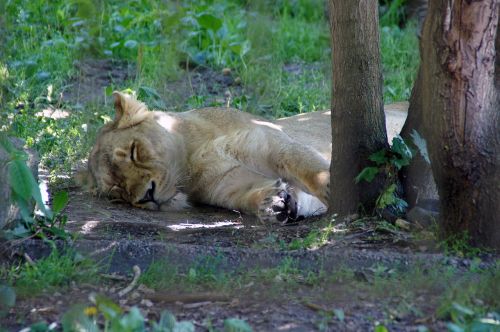 Liūtas, Gamta, Zoologijos Sodas, Katė, Dienos Svajonė, Miegoti