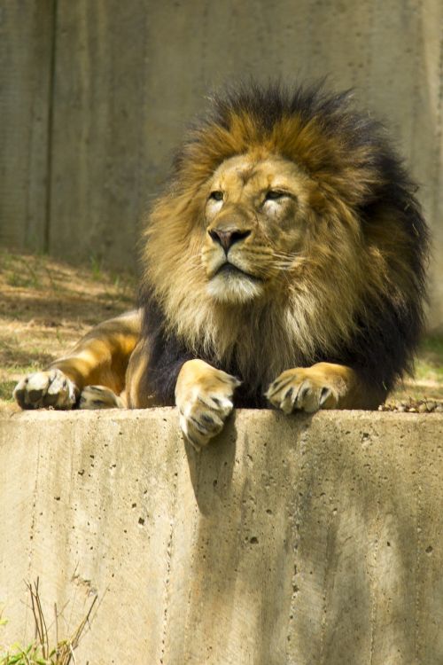 Liūtas, Zoologijos Sodas, Gyvūnas, Nustatantis, Didžiuojasi, Džiunglių Karalius