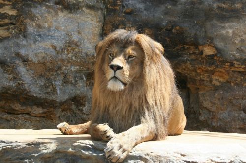 Liūtas, Gyvūnas, Liūto Diapazonas, Džiunglių Karalius, Zoologijos Sodas