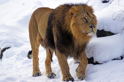 Liūtas, Patinas, Indijos, Plėšrūnas, Katė, Indijos Liūtas, Pavojingas, Žiema, Liūto Menkė, Gražus, Sniegas, Šaltas, Laukinės Gamtos Fotografija