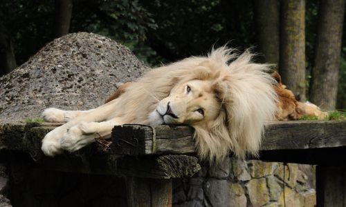 Liūtas, Vyrai, Žiurkė, Zoo Cloppenburg Thüle, Melas, Liūto Menkė, Zoologijos Sodas