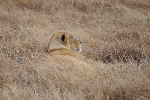 Liūtas, Stepė, Serengeti, Slėpti, Afrika, Tanzanija, Safari, Wildcat, Nacionalinis Parkas, Savana