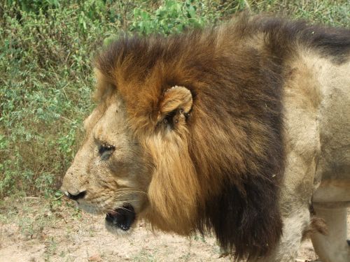 Liūtas, Pietų Afrika, Džiunglių Karalius, Gyvūnas, Plėšrūnas