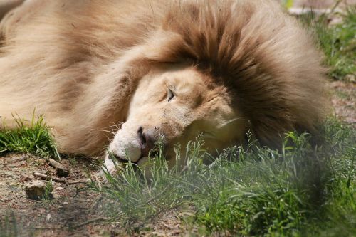 Liūtas, Zoo Beauvalle, Nap