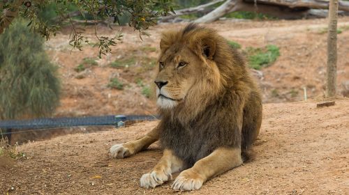 Liūtas, Werribee Zoologijos Sodas, Melburnas