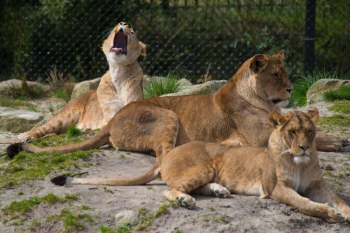 Liūtas, Zoologijos Sodas, Katė, Pavojingas, Liūto Moterys, Liūtas