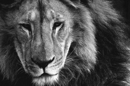 Liūtas, Gyvūnai, Plaukai, Karalius, Džiunglės, Afrika