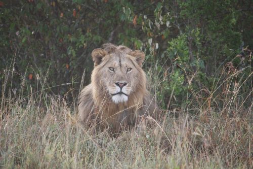 Liūtas, Kenya, Laukinė Gamta