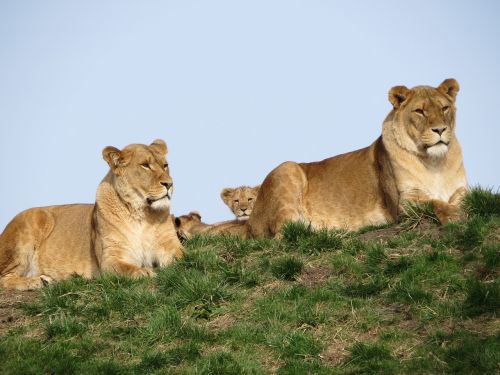 Liūtas, Jaunas, Cub, Liūtas, Motina, Gamta, Jaunas Gyvūnas