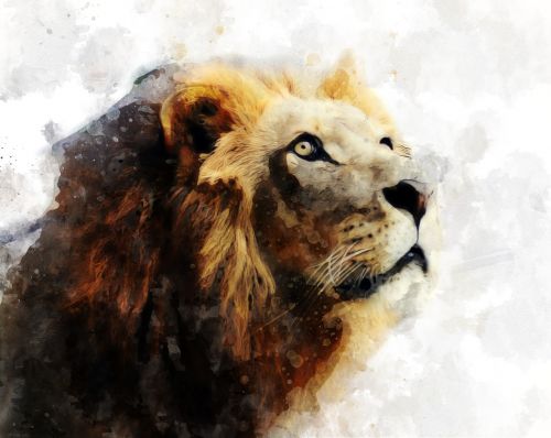 Liūtas, Leo, Žinduolis, Laukiniai, Gyvūnas, Laukinė Gamta, Afrikos, Plėšrūnas, Galva, Didelis, Katė, Mėsėdis, Fauna, Akvarelė