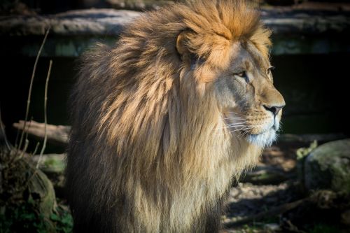 Liūtas, Katė, Zoologijos Sodas, Patinas, Didelė Katė, Afrika