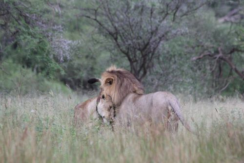 Liūtas, Liūtas, Pora, Pora, Afrika, Tanzanija, Tarangire, Laukinis Gyvūnas, Safari, Laukinė Gamta, Gyvūnų Pasaulis, Laukiniai, Nacionalinis Parkas, Dykuma, Gamta