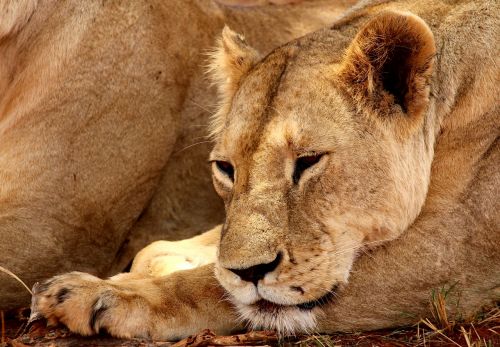 Liūtas, Tsavo, Nacionalinis Parkas, Gyvūnas, Afrika, Safari, Dykuma