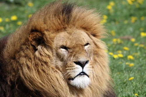 Liūtas, Žiurkė, Gyvūnas, Laukinė Gamta, Plėšrūnas, Afrikos, Galva, Katė, Karalius, Leo, Safari, Pasididžiavimas, Patinas