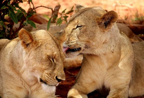 Liūtas, Afrika, Safari