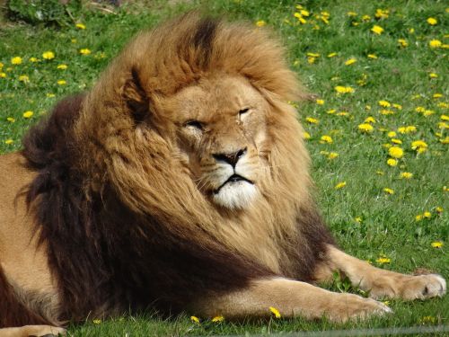 Liūtas, Jorkšyro Laukinės Gamtos Parkas, Lazing Esu Saulė, Karo Žaizdos