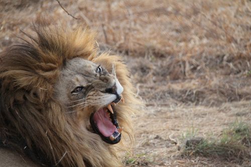 Liūtas, Pietų Afrika, Gyvūnas