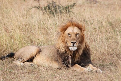 Liūtas, Safari, Afrika, Laukiniai, Laukinė Gamta, Gyvūnas, Gamta, Katė, Žinduolis, Plėšrūnas, Žiurkė, Tanzanija, Kenya, Pasididžiavimas, Karalius