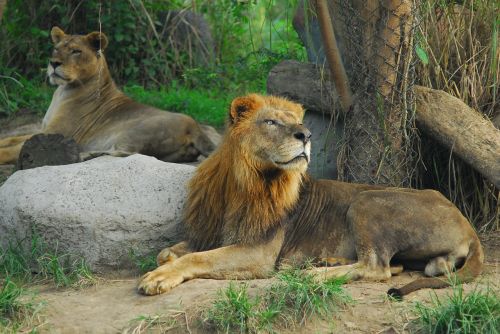 Liūtas, Ryanas, Gyvulio Karalius