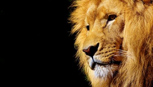 Liūtas, Laukinis Gyvūnas, Pavojingas, Gyvūnas, Afrika, Wildcat, Zoologijos Sodas, Plėšrūnas, Katė, Patinas, Rėkti, Didelis Žaidimas, Gamta, Pietų Afrika, Gyvūnų Pasaulis, Laukinės Gamtos Fotografija, Portretas, Didelė Katė