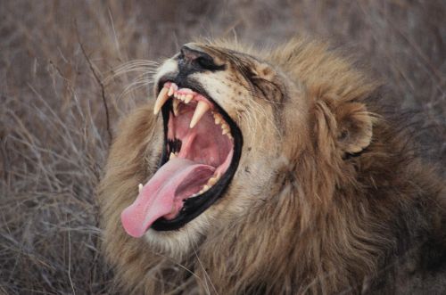 Liūtas, Žiovulys, Pietų Afrika, Safari