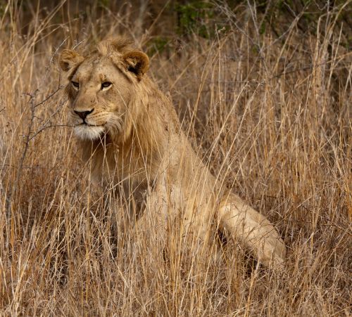 Liūtas, Pietų Afrika, Savana