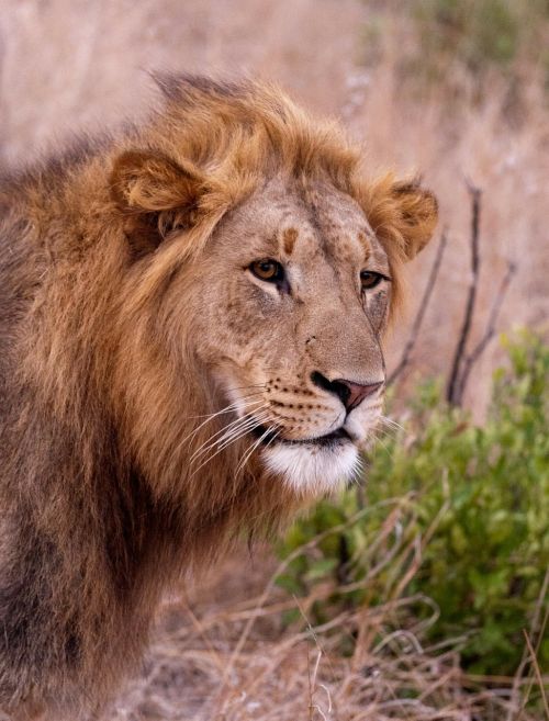 Liūtas, Pietų Afrika, Savana