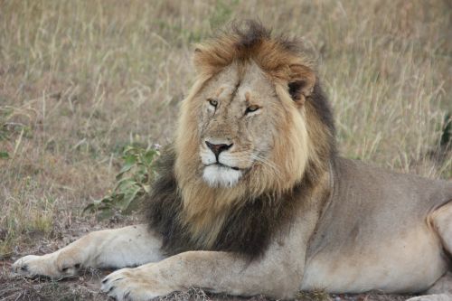 Liūtas, Gyvūnas, Kenya