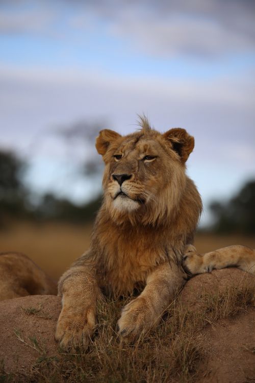 Liūtas, Ganyklos, Afrika, Laukinė Gamta, Gamta, Panthera, Savana, Poilsis, Karalius
