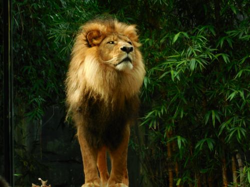 Liūtas, Liūtas Karalius, Gyvūnas, Laukinė Gamta, Plėšrūnas, Gamta, Zoologijos Sodas, Leo, Stiprus, Žvėrys