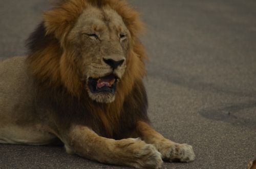 Liūtas, Afrika, Safari, Wildcat, Plėšrūnas, Mieguistas Liūtas, Nacionalinis Parkas, Laukinis Gyvūnas, Katė