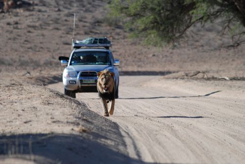 Liūtas, Plėšrūnas, Patinas, Afrika, Pietų Afrika, Laukinė Gamta, Wildcat, Katė, Laukinės Gamtos Fotografija