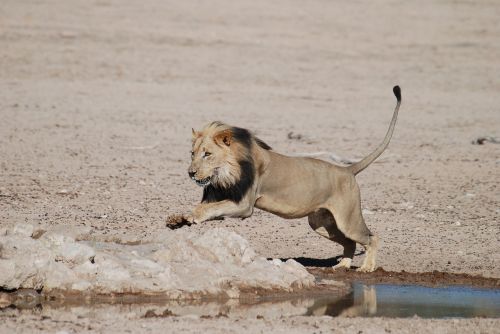 Liūtas, Pietų Afrika, Safari, Nacionalinis Parkas, Afrika, Wildcat, Didelė Katė, Laukinė Gamta, Gamta